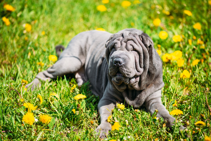 Shar pei