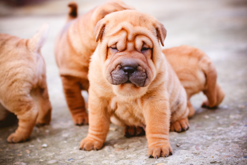 Shar pei