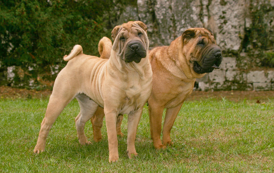 Shar pei