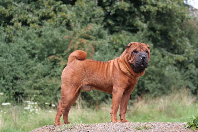 Shar pei