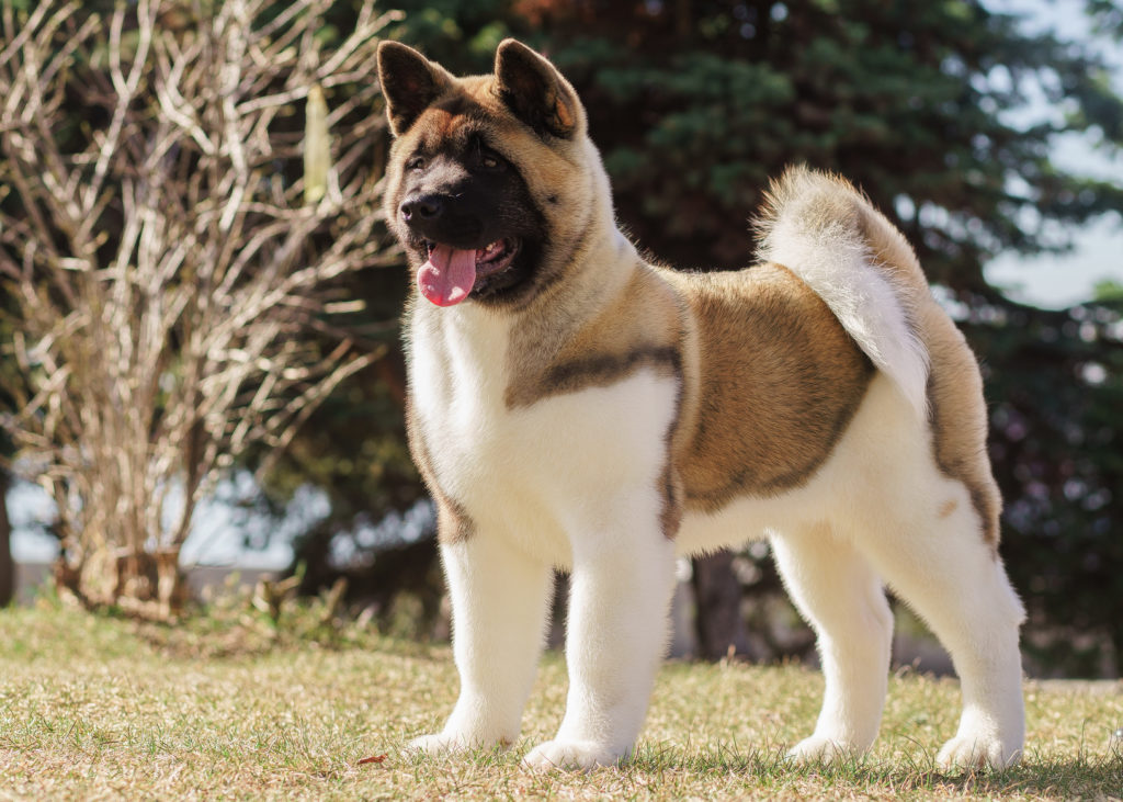 akita americano