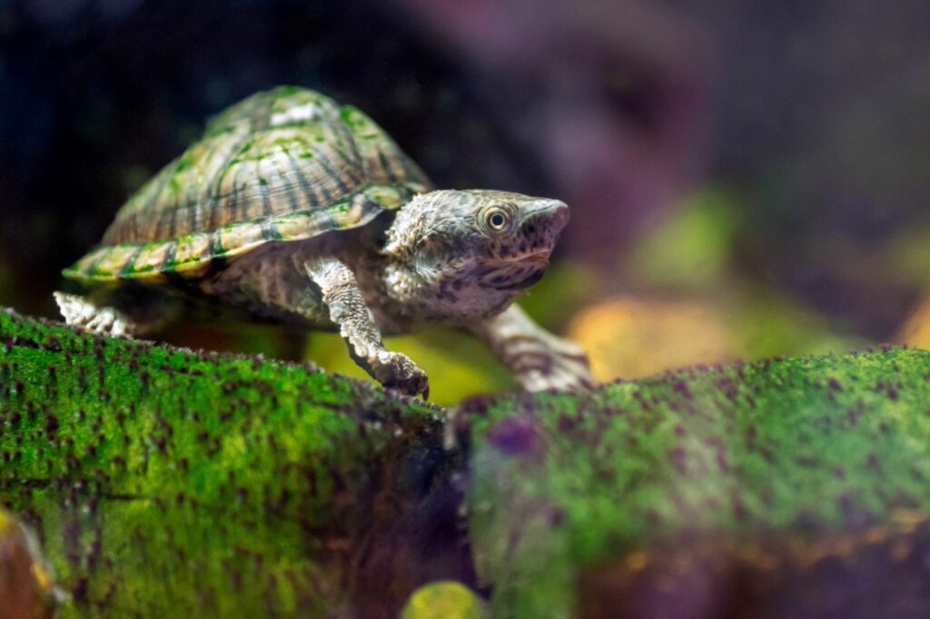 dach-moschusschildkröte sternotherus carinatus aquarium