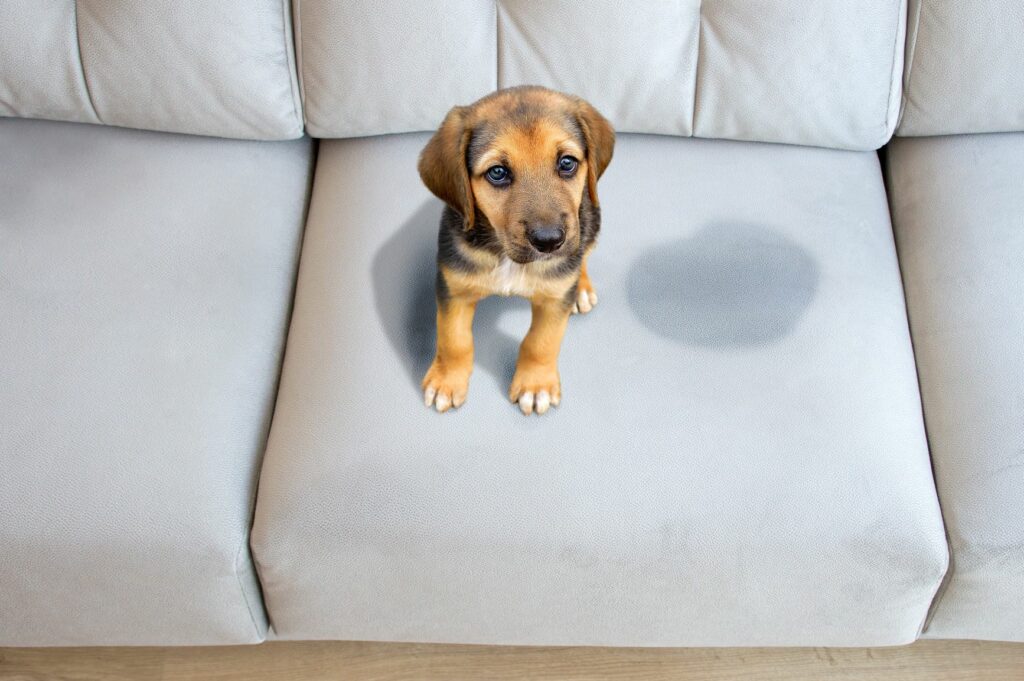 eliminar el olor a orina de perro