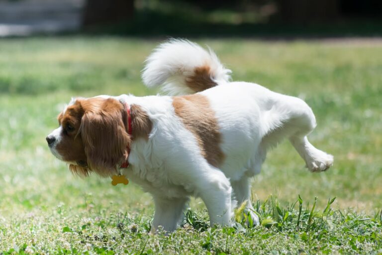 orina de perro en el cesped