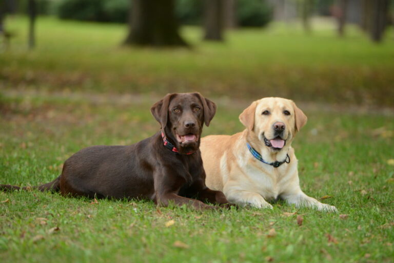 Anticonceptivos para perros