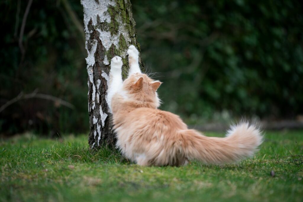 Cómo hacer un rascador para gatos