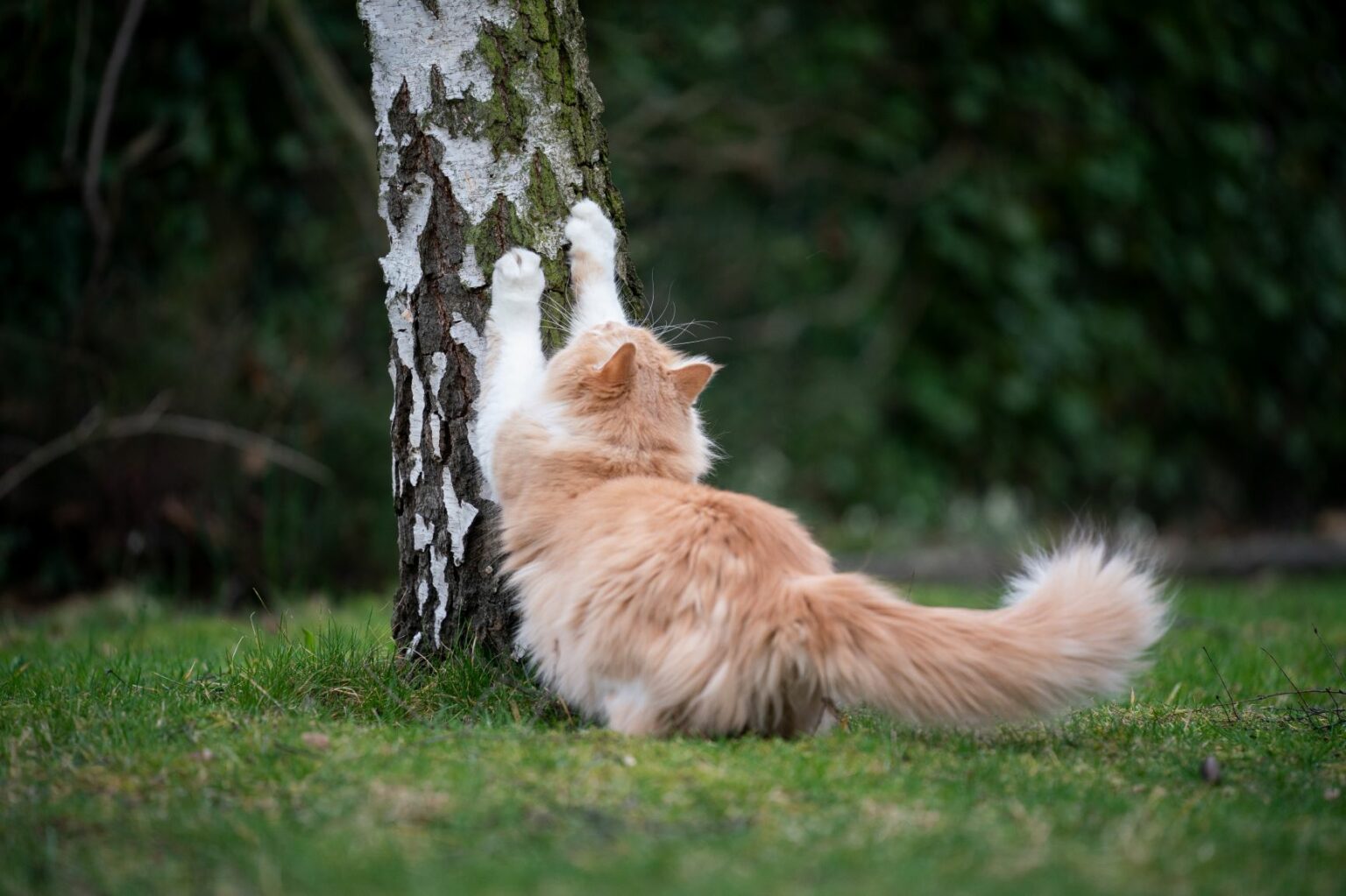 Cómo hacer un rascador para gatos