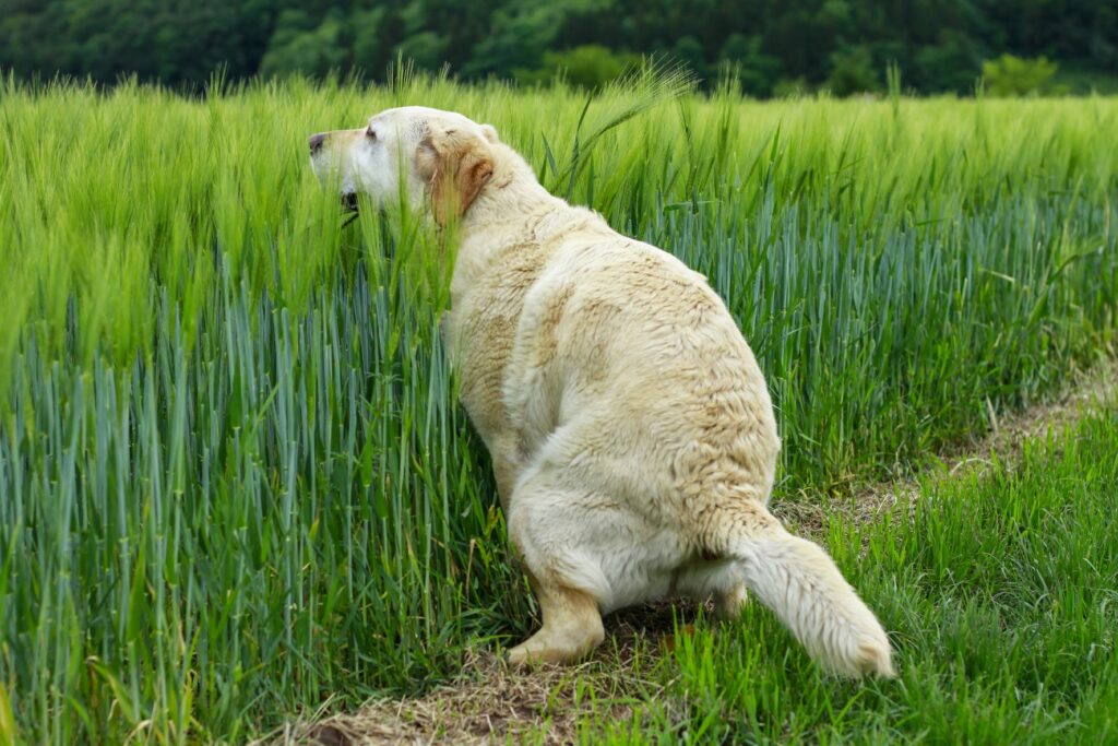 Estreñimiento en perros