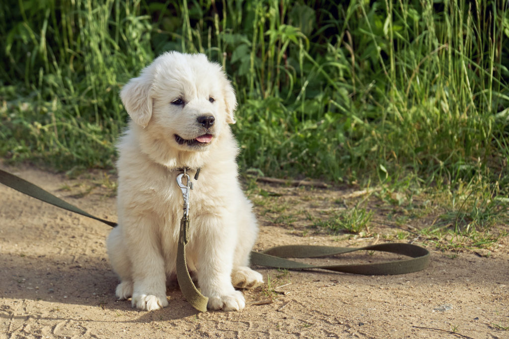 Perro de montaña de los Pirineos