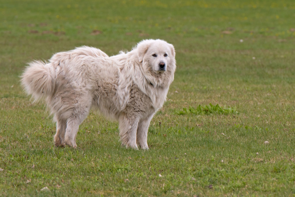 Perro de montaña de los Pirineos