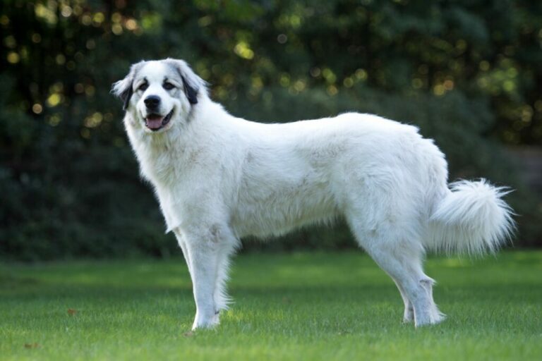 Perro de montaña de los Pirineos