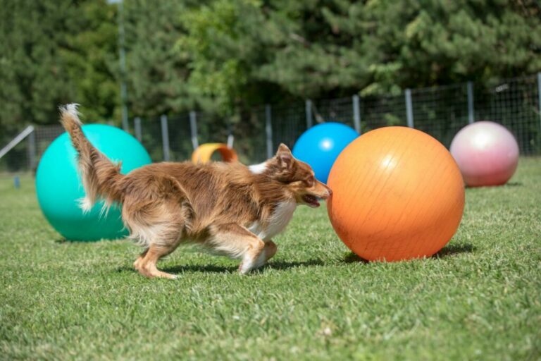 Treibball para perros