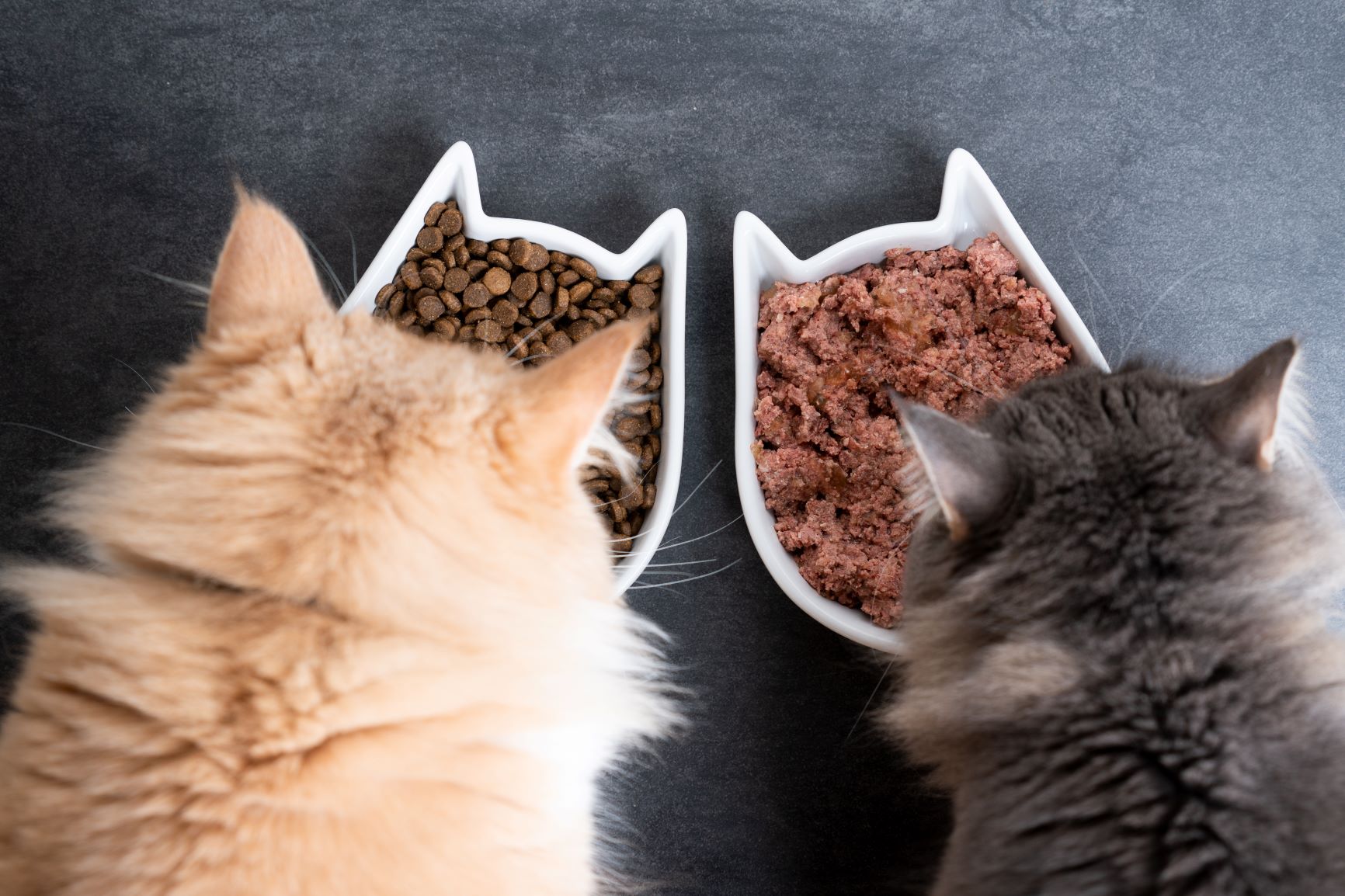 helado para gatos