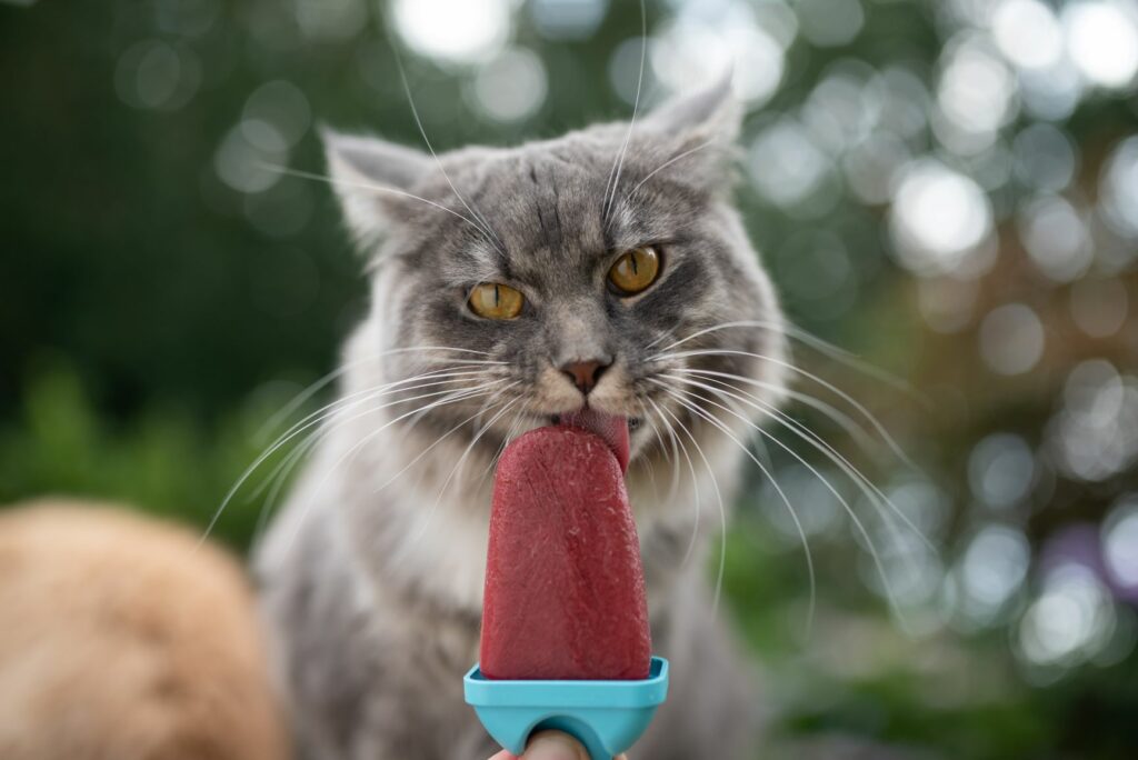 Helado para gatos: 5 ideas para recetas | Alimentación del gato | zooplus