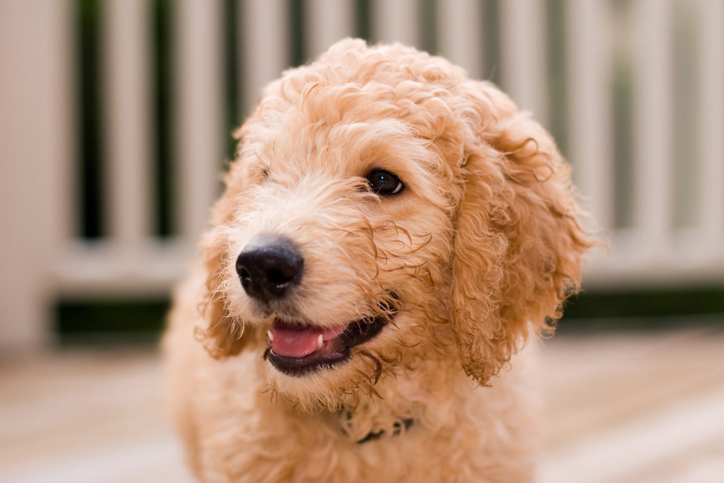 Labradoodle