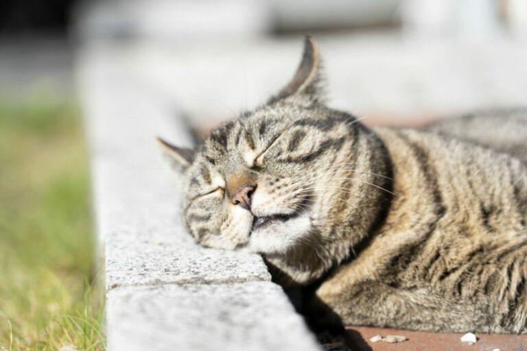 quemaduras solares en gatos