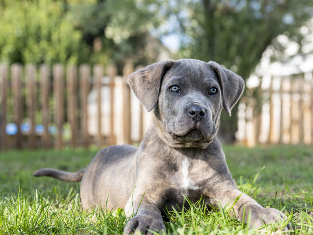Cane corso