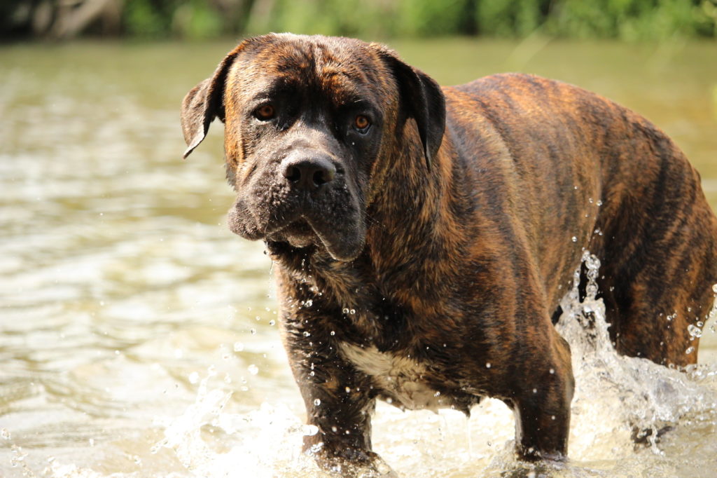 Cane corso
