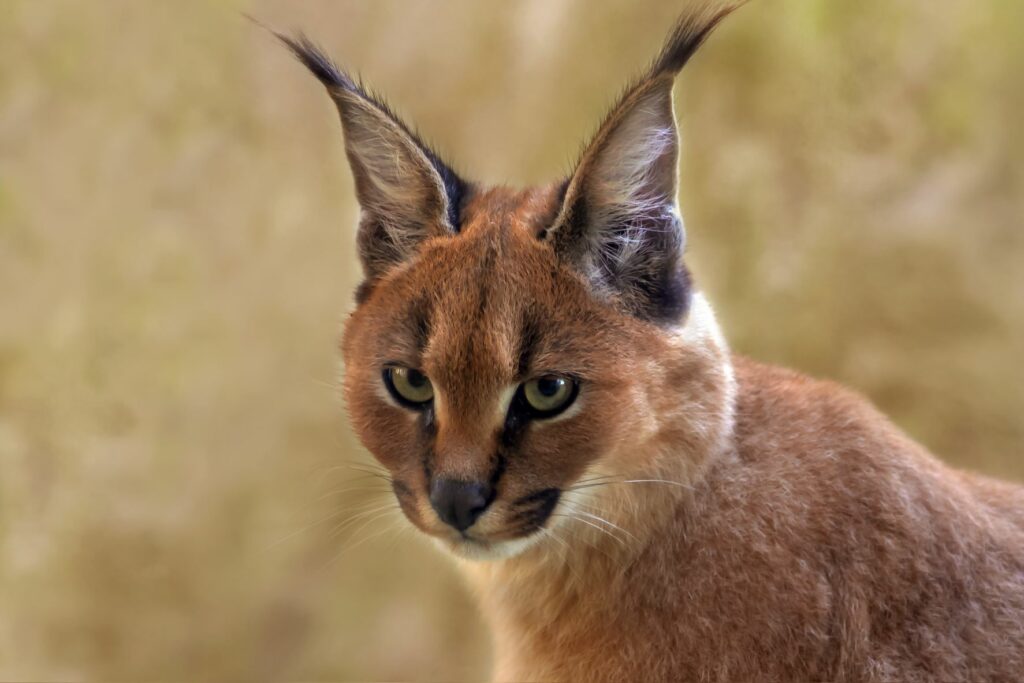 Así es vivir con un gato caracal salvaje