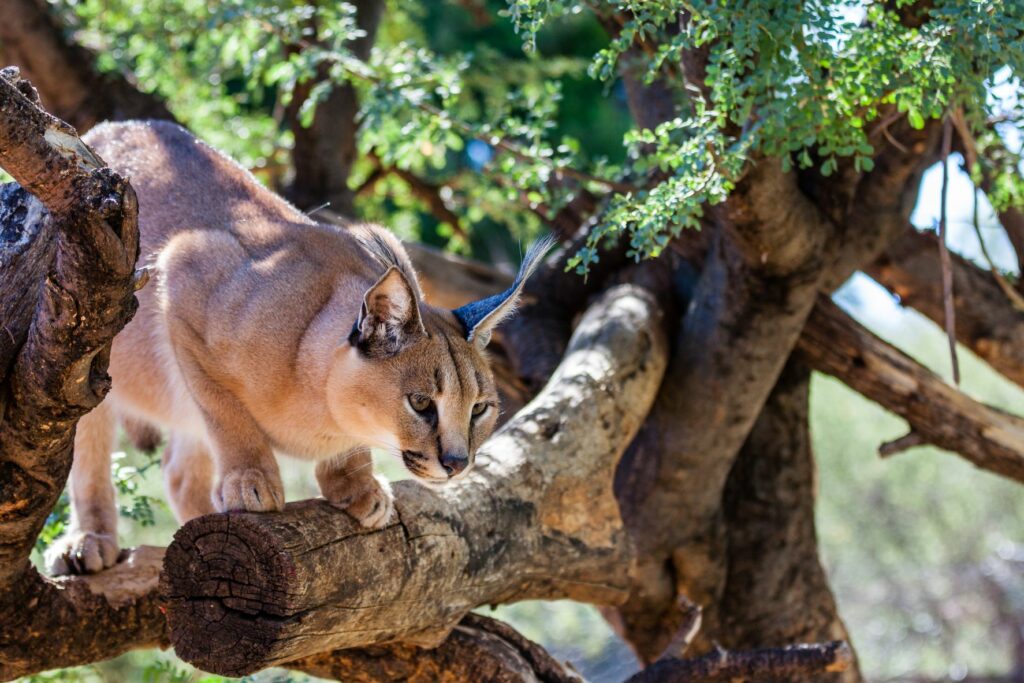 Así es vivir con un gato caracal salvaje