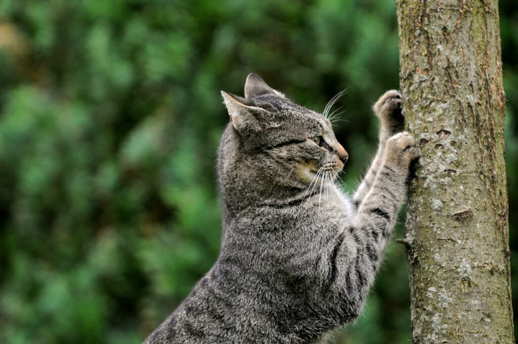 Cómo evitar que el gato arañe el sofá