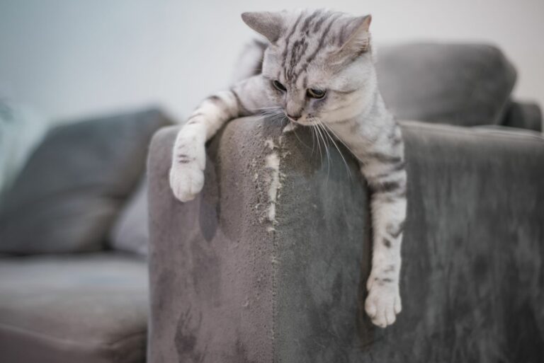 extraer bota director Cómo evitar que el gato arañe el sofá | zooplus Magazine
