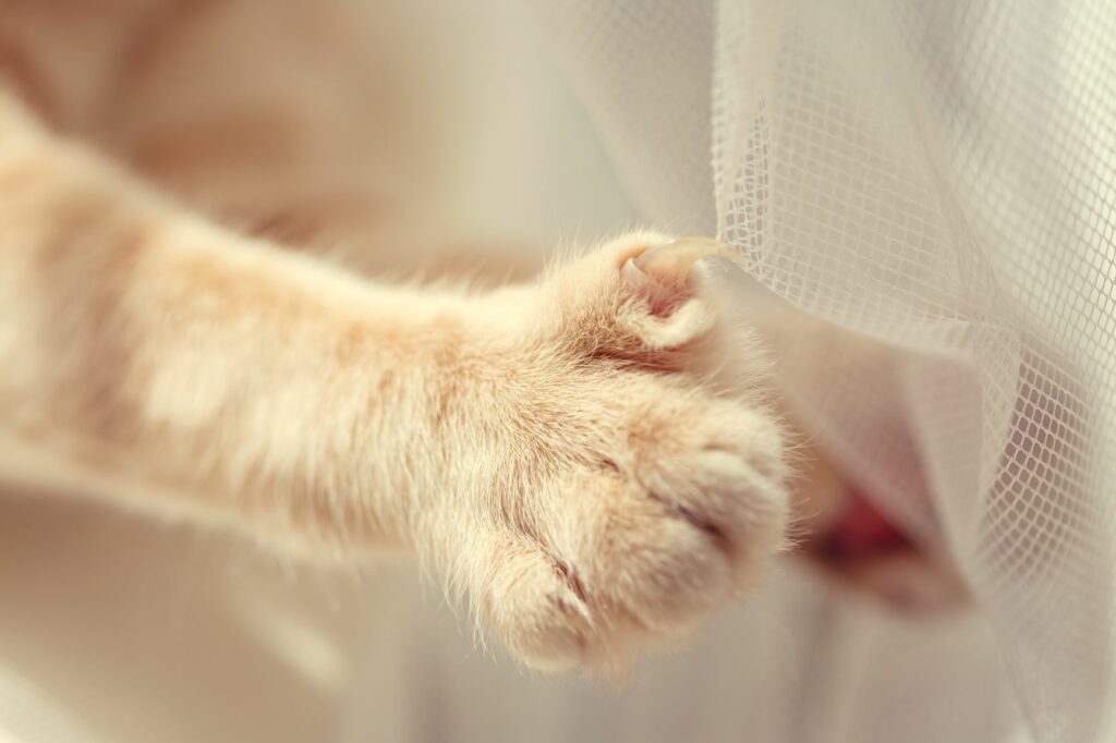 Cortar las uñas a un gato