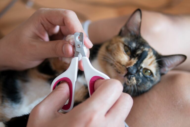 Cortar las uñas a un gato