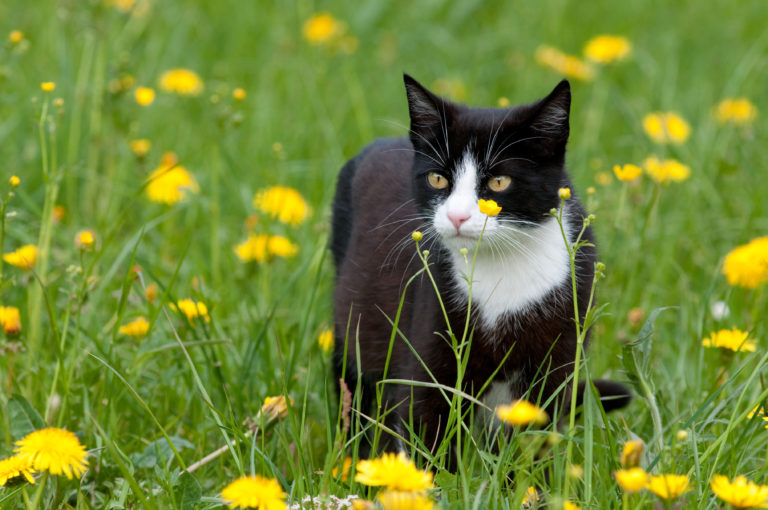 Garrapatas en gatos