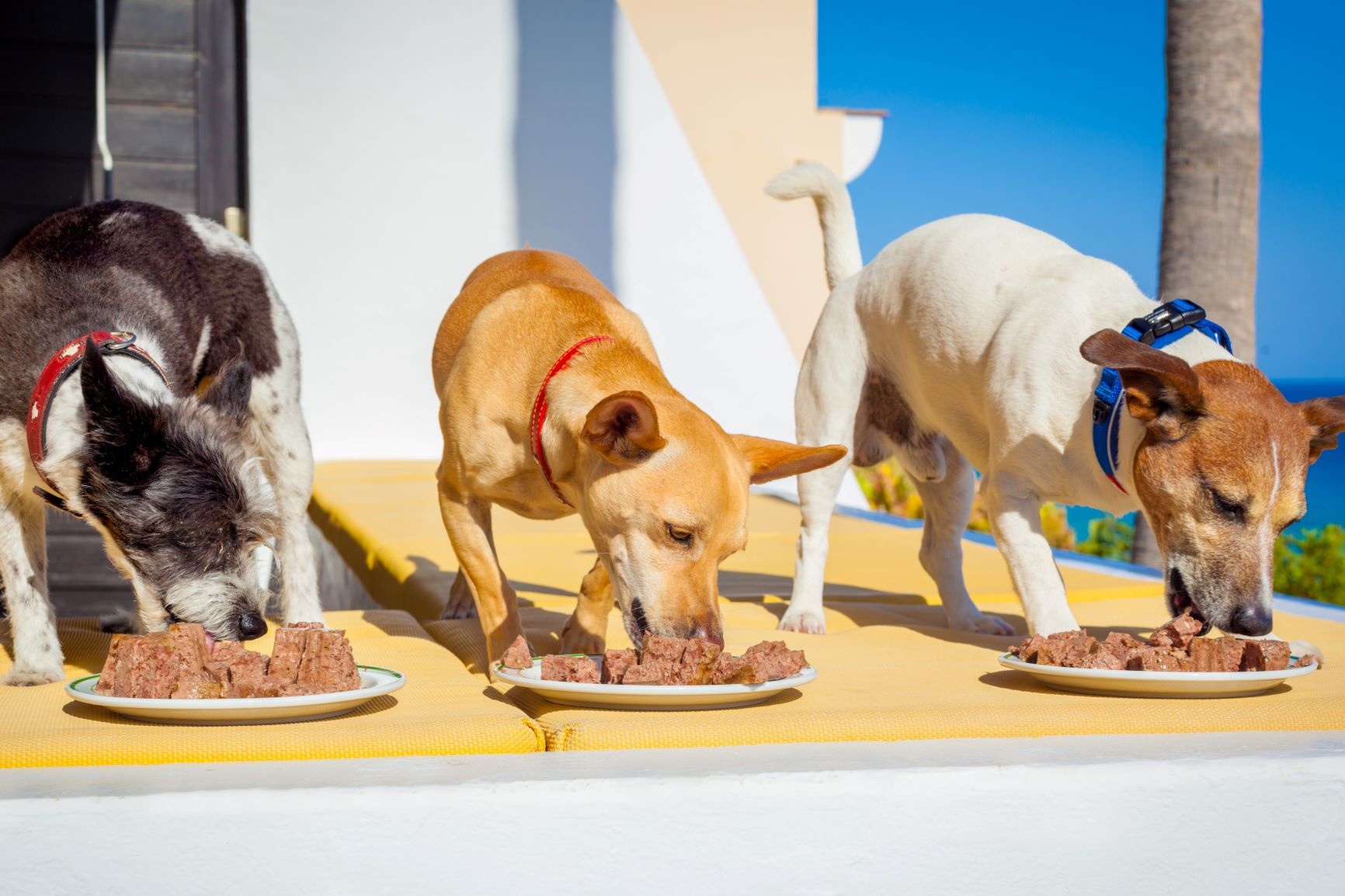 Helados para perros