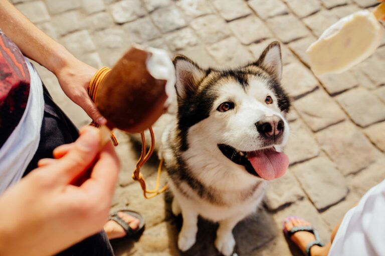 Helados para perros