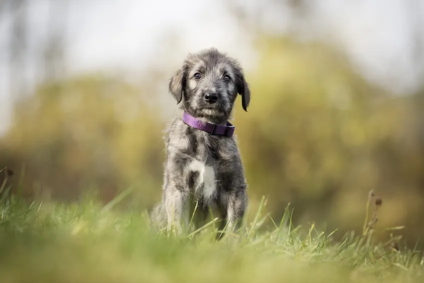 Cachorro de lebrel irland&eacute;s en primavera