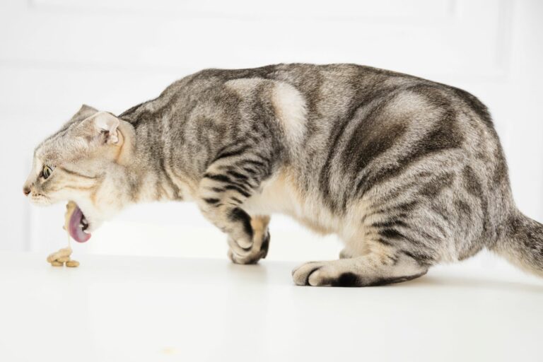 Obstrucción intestinal en gatos