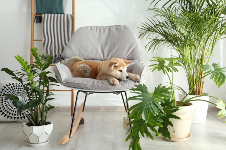 Plantas tóxicas para perros