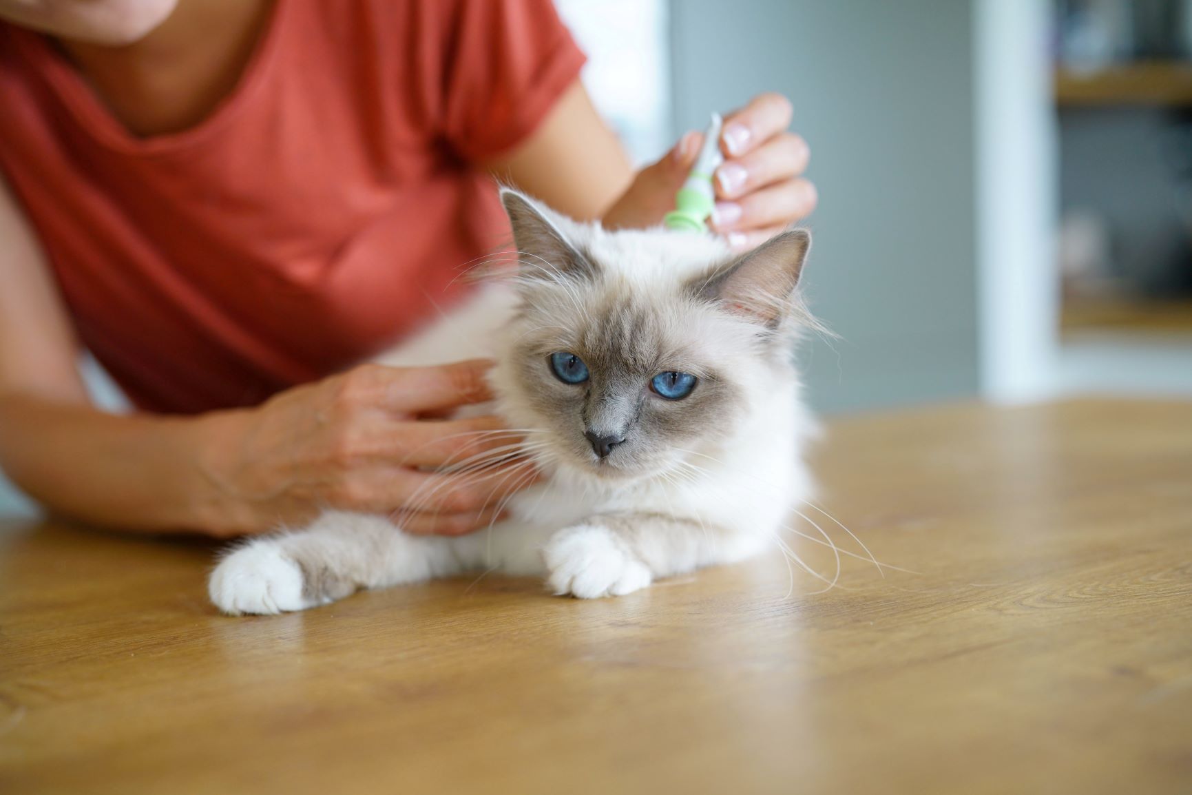 Pulgas en gatos