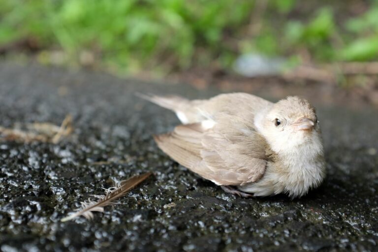 Qué hacer si te encuentras un pájaro herido