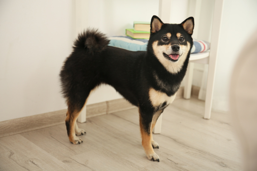 Shiba inu