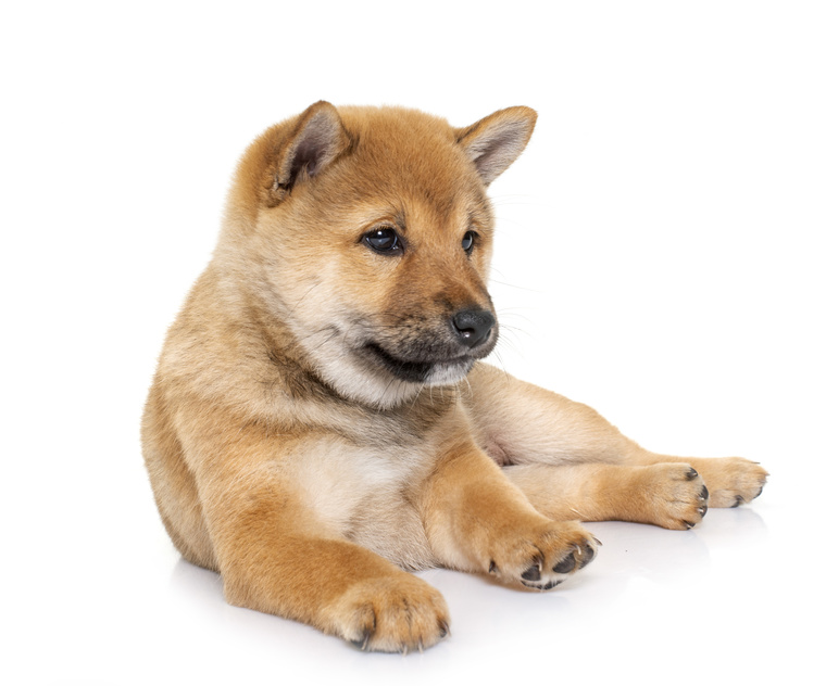 Shiba inu