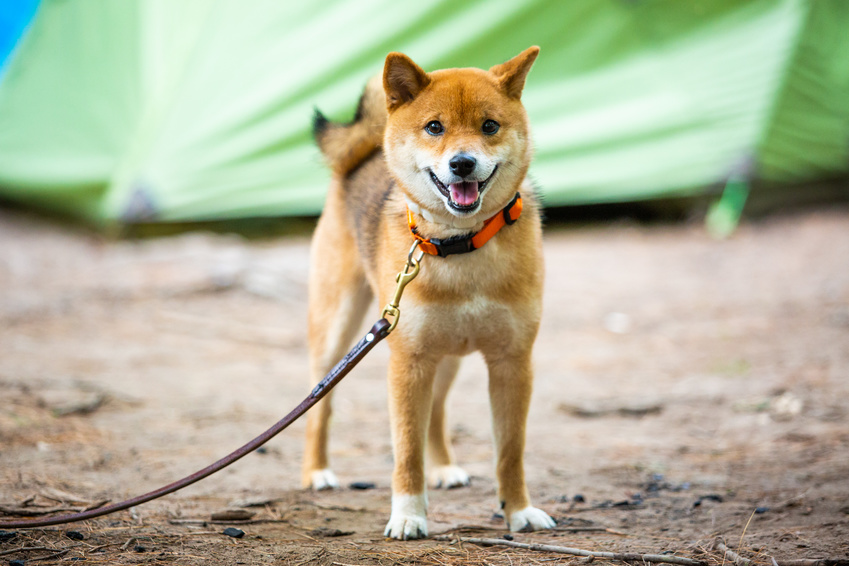 Shiba inu