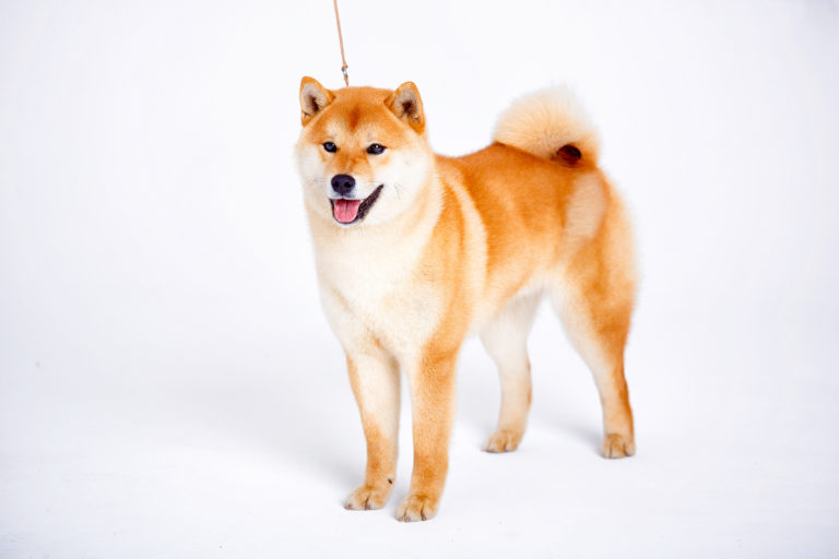 Shiba inu