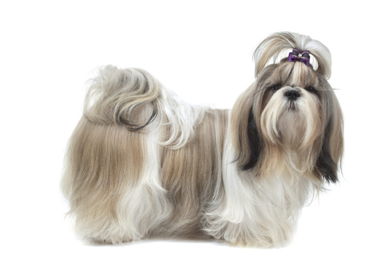 Shih tzu