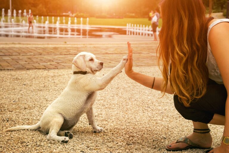 ayudar a una protectora de animales