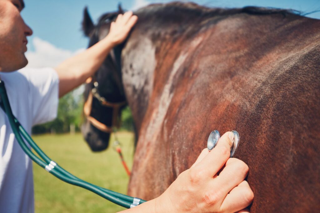 comprar un caballo