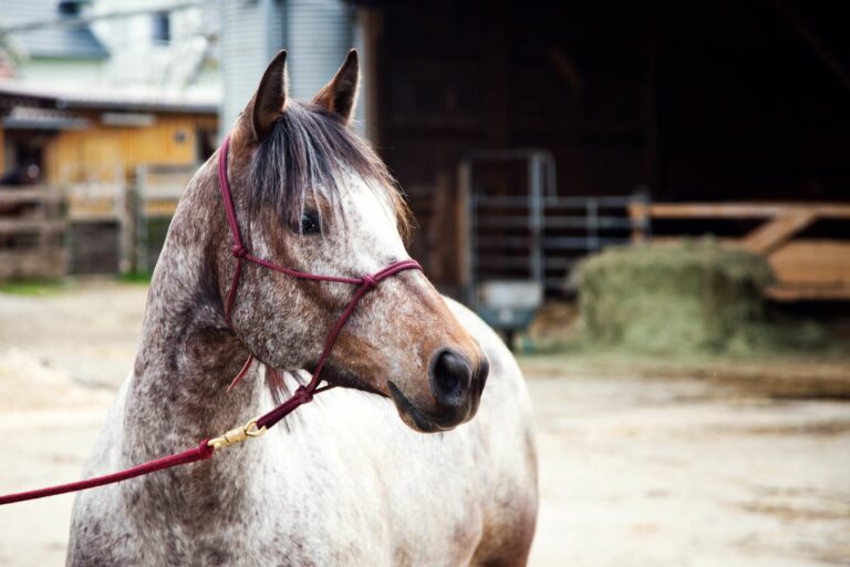 comprar un caballo