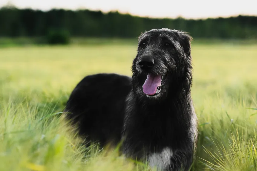 Galgo irland&eacute;s negro feliz