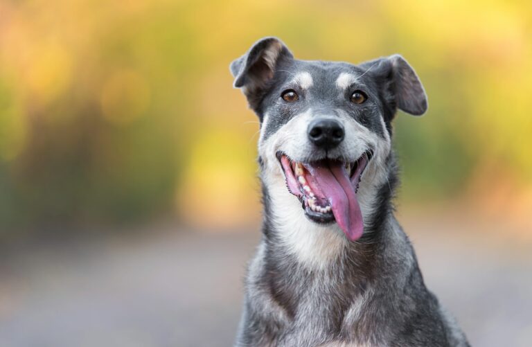 lenguaje canino