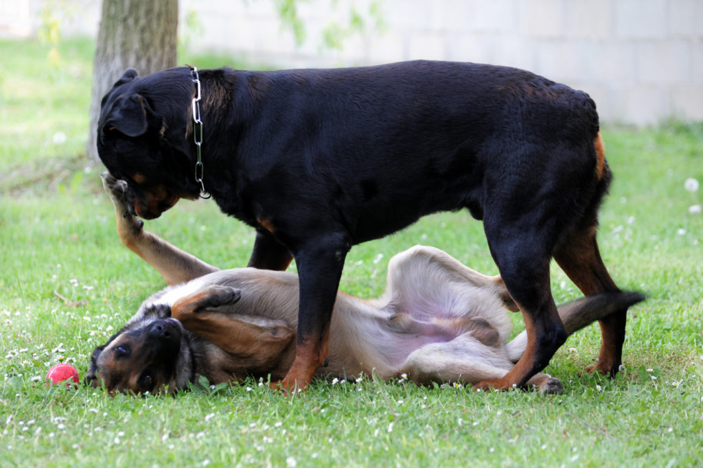 perros dominantes