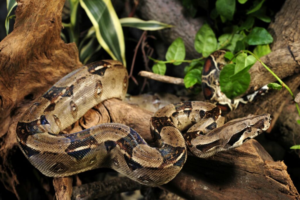 Boa constrictor