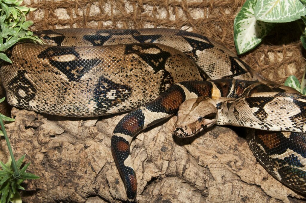 Boa constrictor