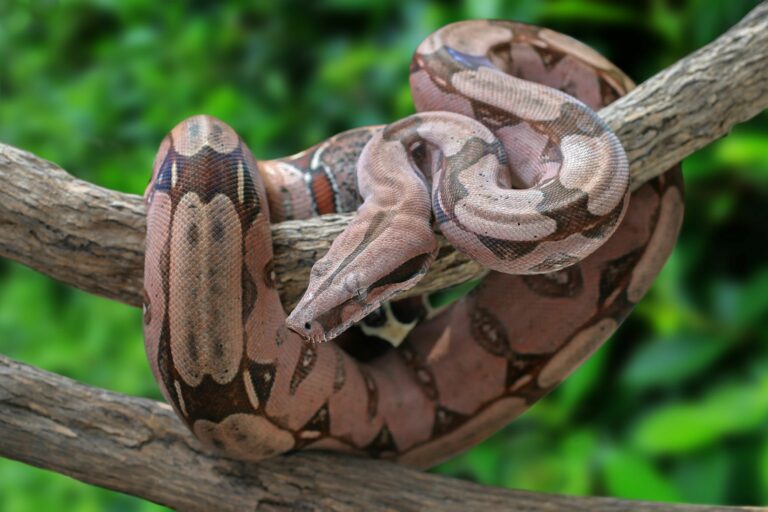 Boa constrictor